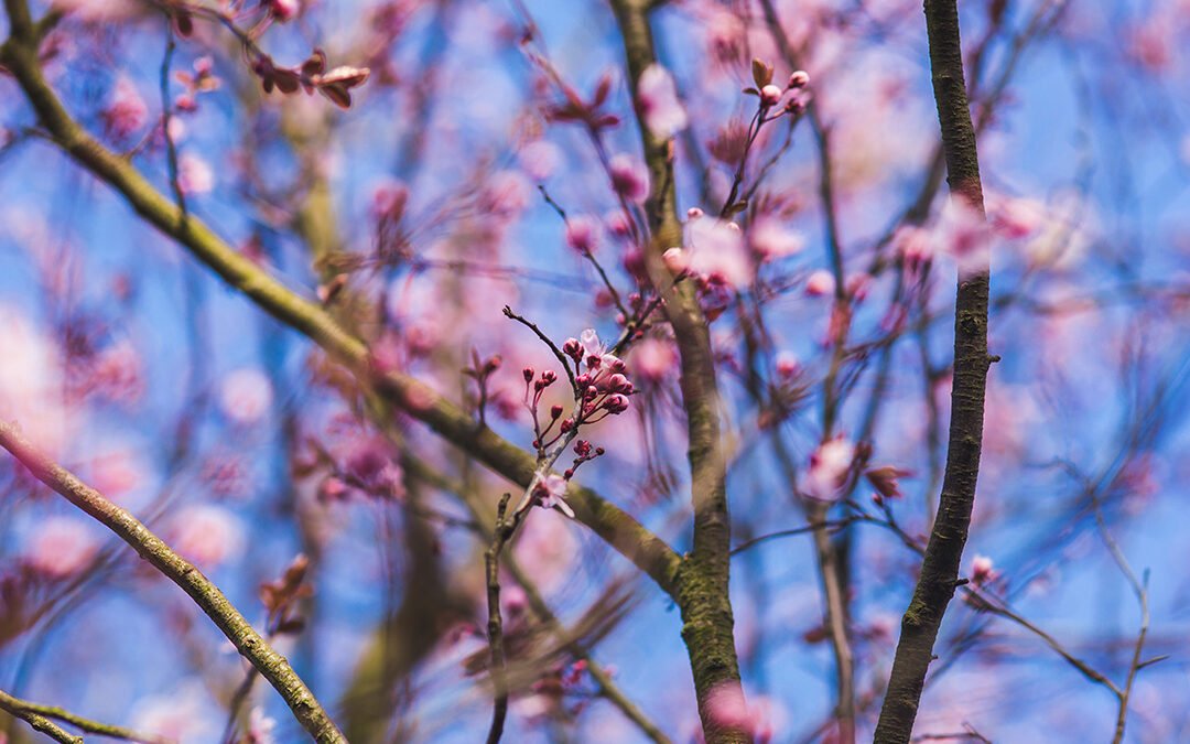 Spring Equinox Renewal Workshop with Tanya Peale
